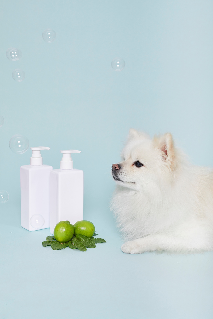 Dog with Pet Shampoo on Blue Background