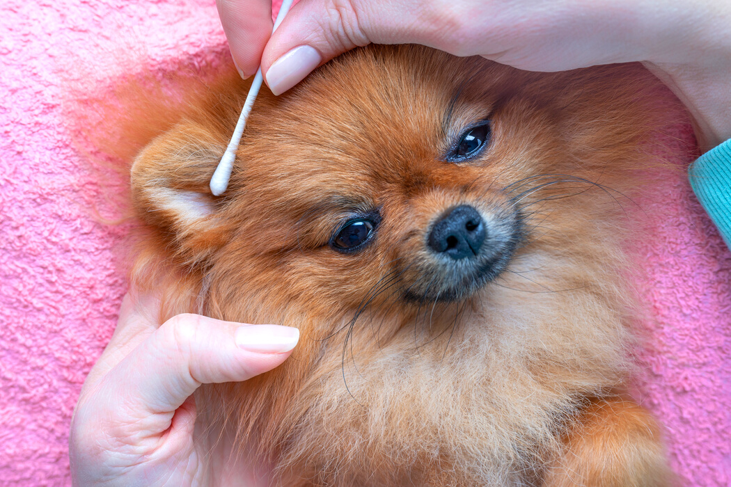 woman cleans ears of a pomeranian dog