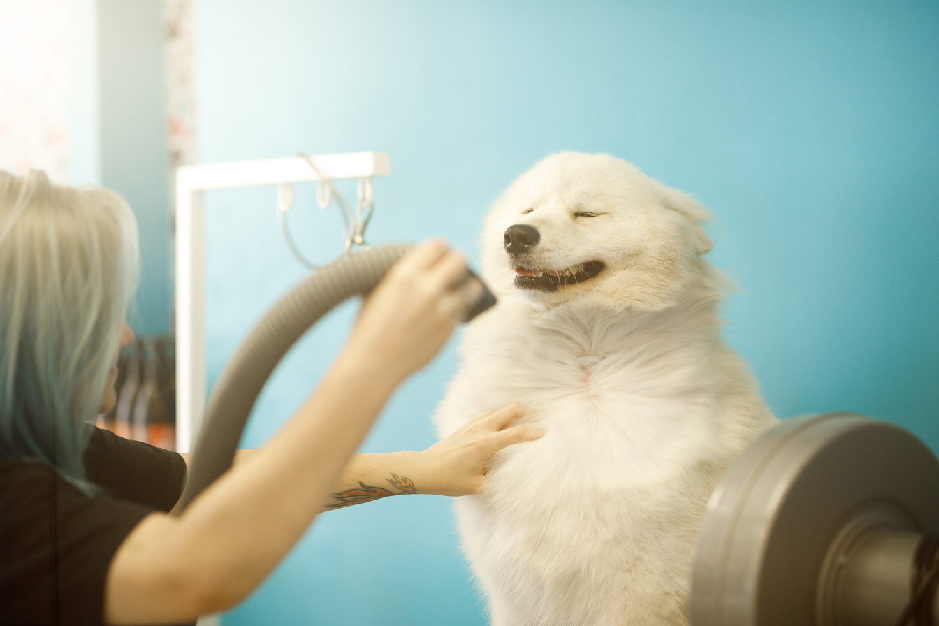 Groomer drying dog in pet salon